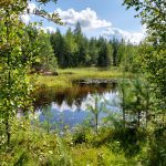 Genève investit dans la nature: 15 millions pour la biodiversité en dépit de l’austérité budgétaire